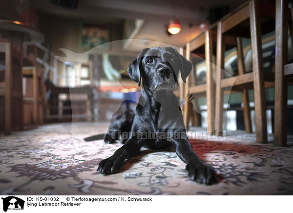 liegender Labrador Retriever / lying Labrador Retriever / KS-01032
