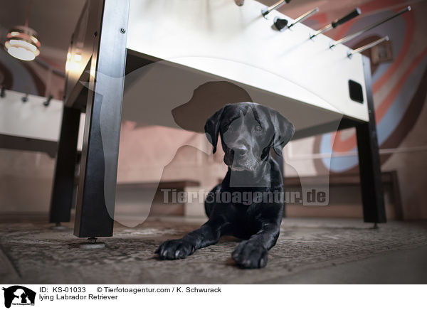 liegender Labrador Retriever / lying Labrador Retriever / KS-01033