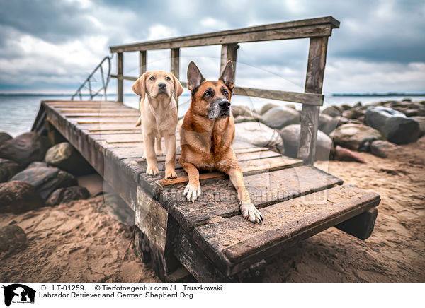 Labrador Retriever and German Shepherd Dog / LT-01259