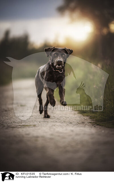 running Labrador Retriever / KFI-01535