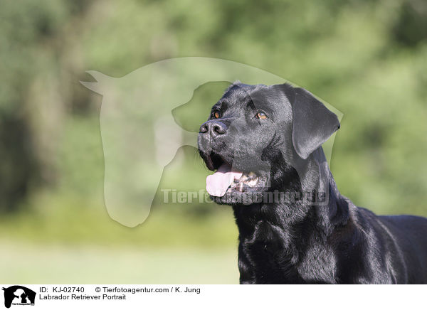 Labrador Retriever Portrait / Labrador Retriever Portrait / KJ-02740