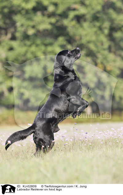 Labrador Retriever auf Hinterbeinen / Labrador Retriever on hind legs / KJ-02809