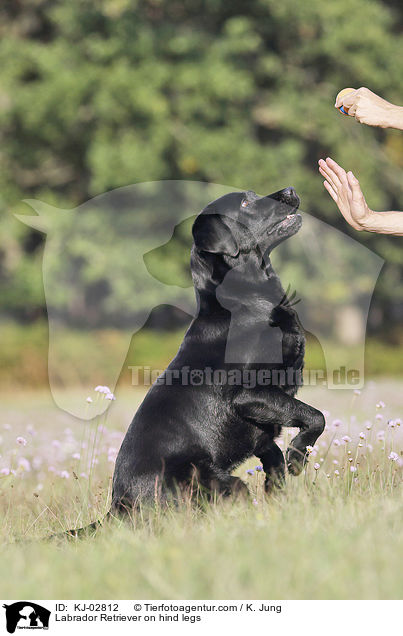 Labrador Retriever auf Hinterbeinen / Labrador Retriever on hind legs / KJ-02812