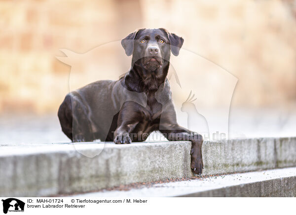 brown Labrador Retriever / MAH-01724