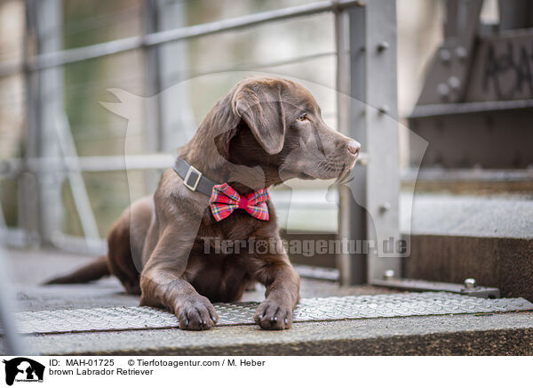 brown Labrador Retriever / MAH-01725