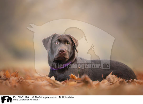 lying Labrador Retriever / DH-01178