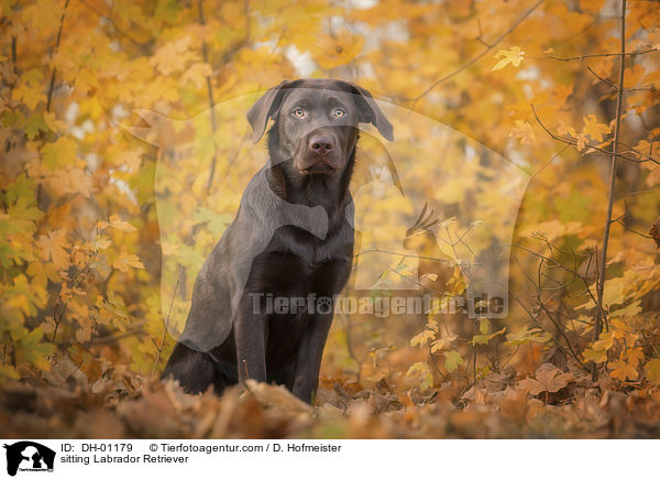 sitting Labrador Retriever / DH-01179