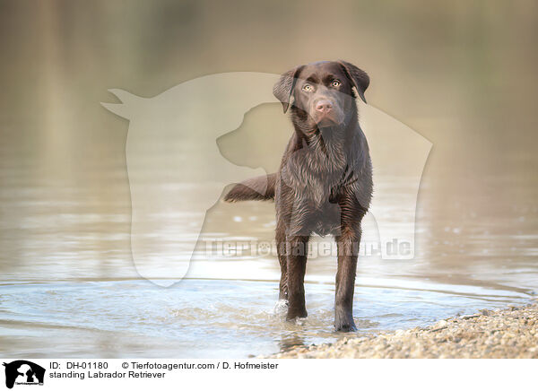 standing Labrador Retriever / DH-01180