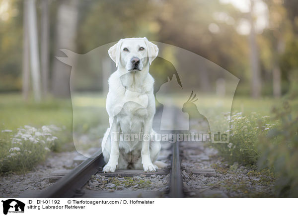 sitzender Labrador Retriever / sitting Labrador Retriever / DH-01192