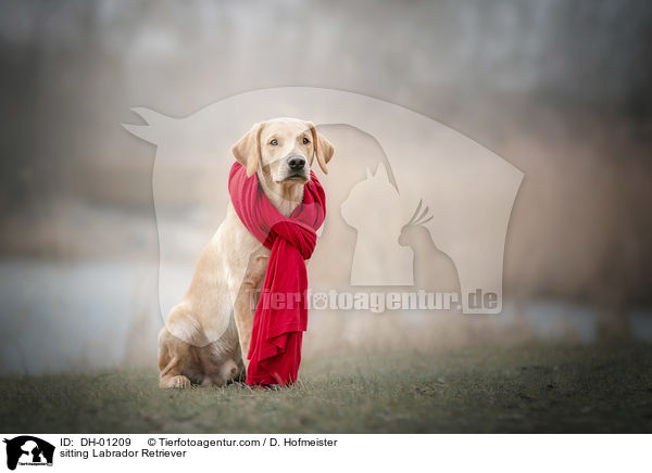 sitzender Labrador Retriever / sitting Labrador Retriever / DH-01209