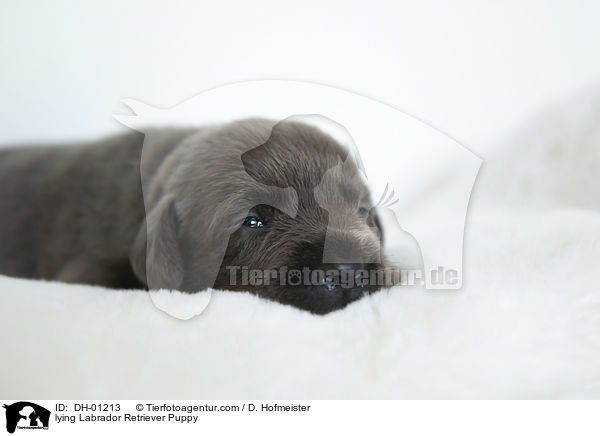 liegender Labrador Retriever Welpe / lying Labrador Retriever Puppy / DH-01213