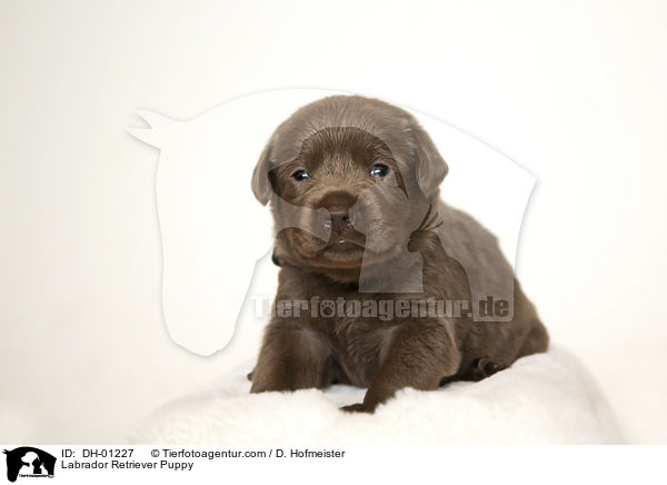 Labrador Retriever Puppy / DH-01227