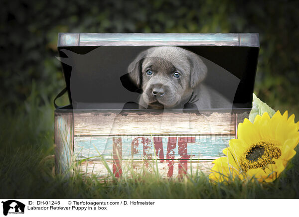 Labrador Retriever Welpe in einer Kiste / Labrador Retriever Puppy in a box / DH-01245