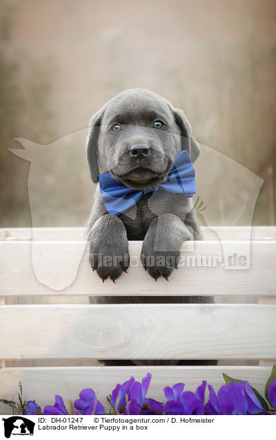 Labrador Retriever Welpe in einer Kiste / Labrador Retriever Puppy in a box / DH-01247