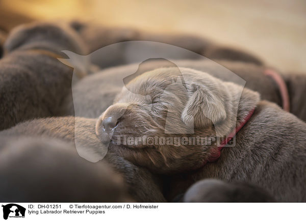 lying Labrador Retriever Puppies / DH-01251