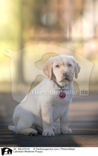 Labrador Retriever Welpe / Labrador Retriever Puppy / BS-07916