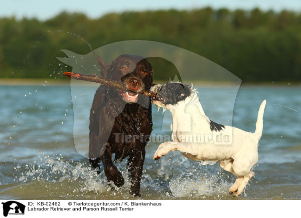 Labrador Retriever und Parson Russell Terrier / Labrador Retriever and Parson Russell Terrier / KB-02462