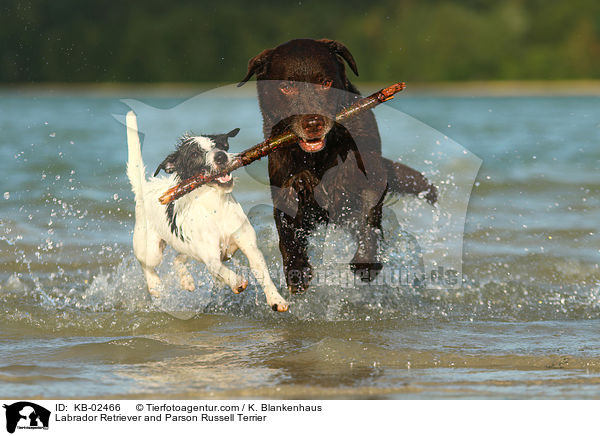 Labrador Retriever und Parson Russell Terrier / Labrador Retriever and Parson Russell Terrier / KB-02466