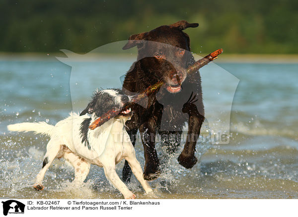 Labrador Retriever und Parson Russell Terrier / Labrador Retriever and Parson Russell Terrier / KB-02467