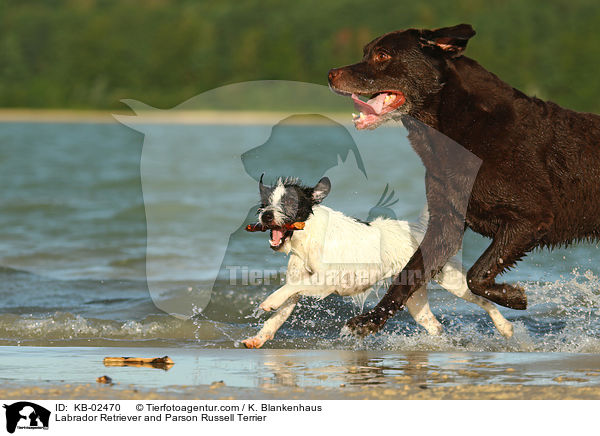 Labrador Retriever und Parson Russell Terrier / Labrador Retriever and Parson Russell Terrier / KB-02470