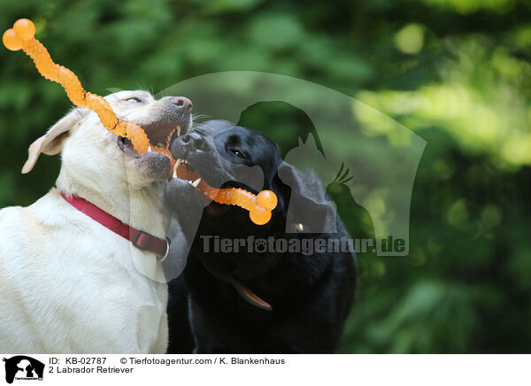 2 Labrador Retriever / KB-02787