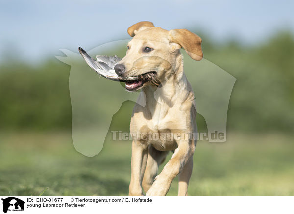 young Labrador Retriever / EHO-01677