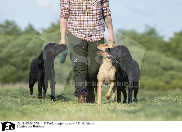 3 Labrador Retriever / 3 Labrador Retriever / EHO-01679