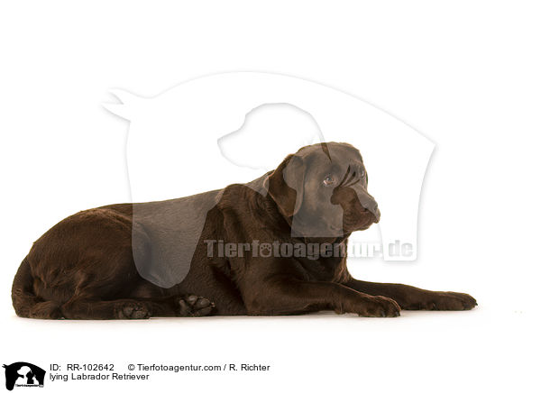 lying Labrador Retriever / RR-102642