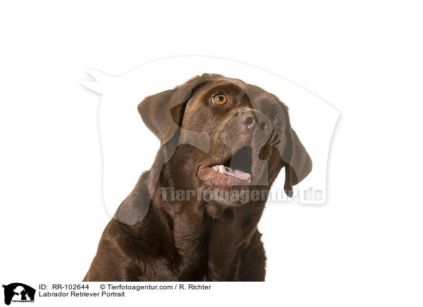 Labrador Retriever Portrait / RR-102644