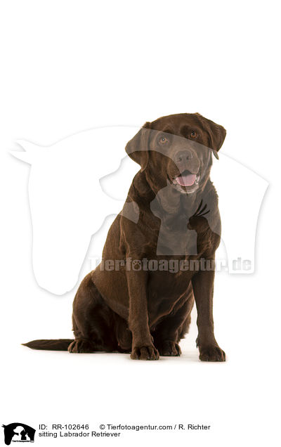 sitting Labrador Retriever / RR-102646