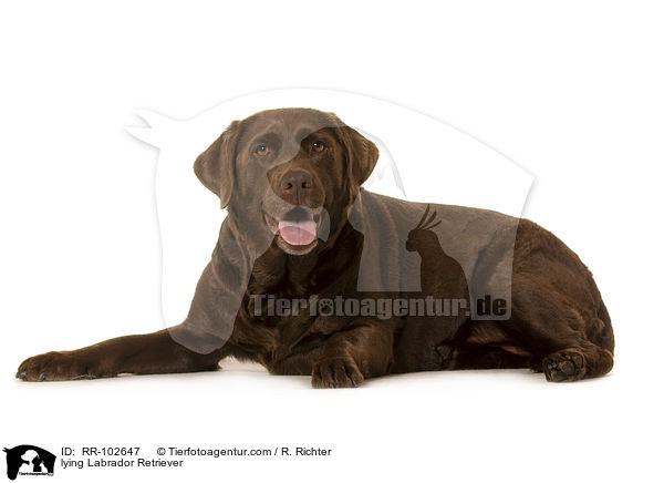 lying Labrador Retriever / RR-102647