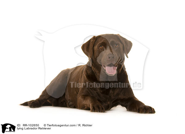 lying Labrador Retriever / RR-102650