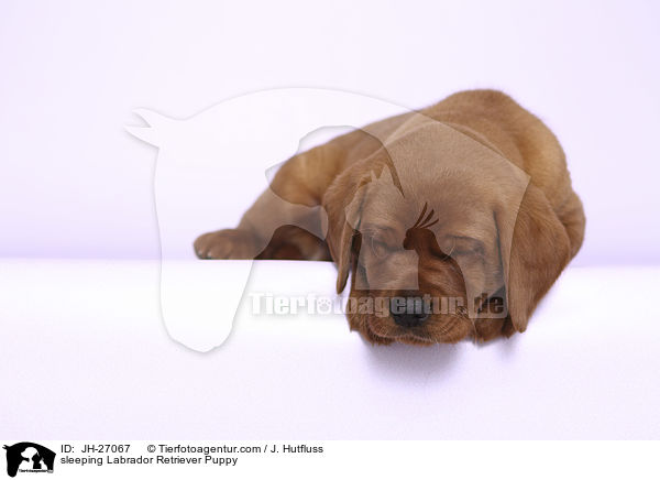 sleeping Labrador Retriever Puppy / JH-27067