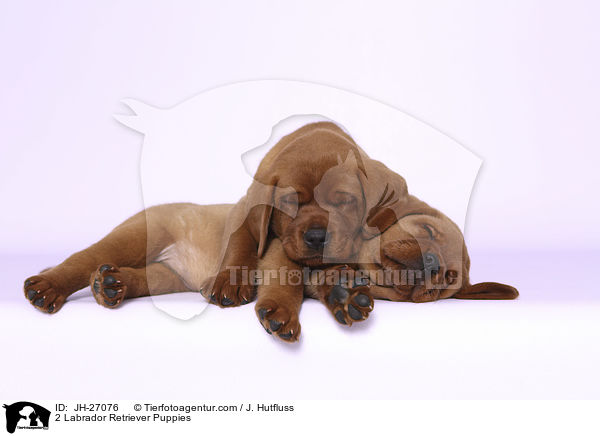 2 Labrador Retriever Welpen / 2 Labrador Retriever Puppies / JH-27076