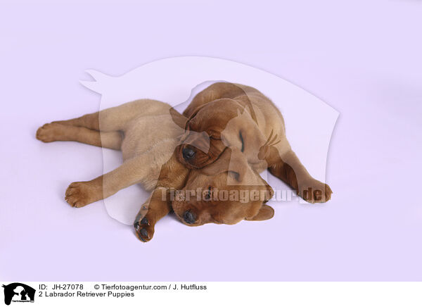 2 Labrador Retriever Welpen / 2 Labrador Retriever Puppies / JH-27078