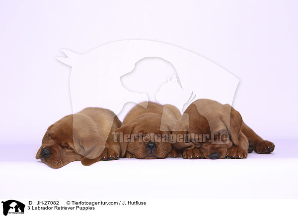 3 Labrador Retriever Puppies / JH-27082