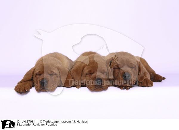3 Labrador Retriever Welpen / 3 Labrador Retriever Puppies / JH-27084