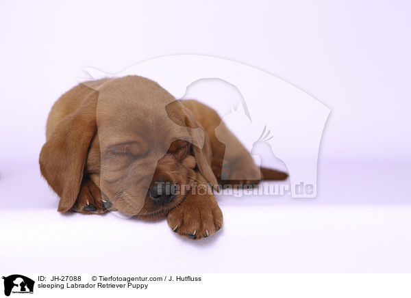 schlafender Labrador Retriever Welpe / sleeping Labrador Retriever Puppy / JH-27088