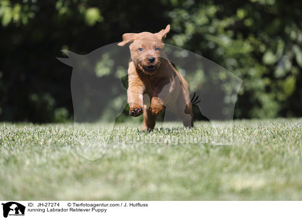 running Labrador Retriever Puppy / JH-27274