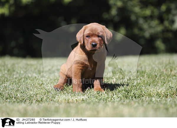 sitting Labrador Retriever Puppy / JH-27280