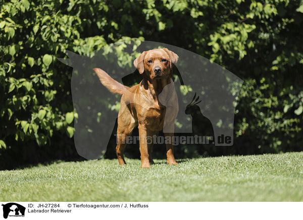 Labrador Retriever / JH-27284