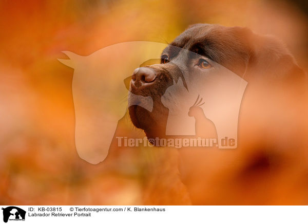 Labrador Retriever Portrait / KB-03815