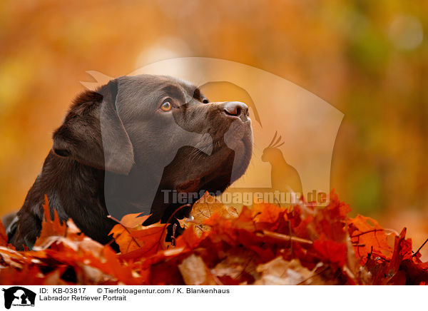 Labrador Retriever Portrait / KB-03817