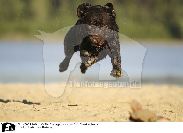 running Labrador Retriever / KB-04140