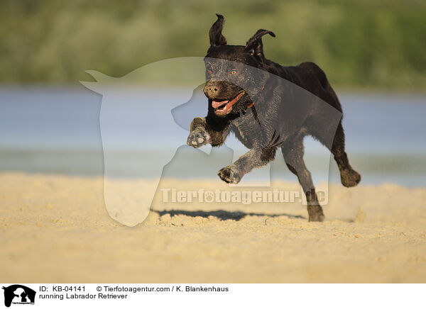 running Labrador Retriever / KB-04141