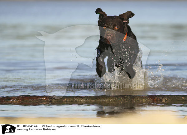 running Labrador Retriever / KB-04144