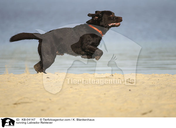running Labrador Retriever / KB-04147