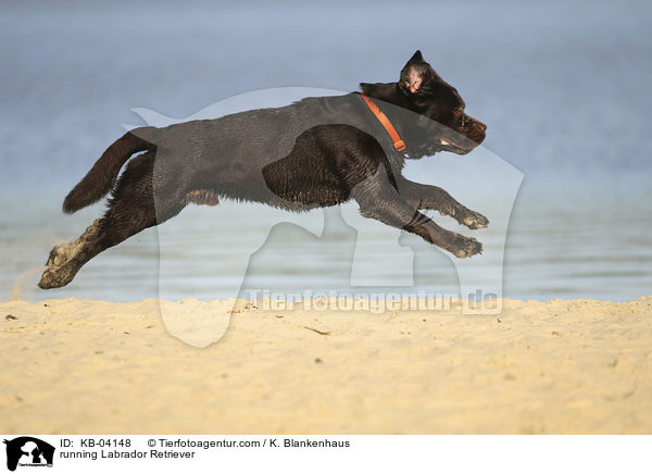 running Labrador Retriever / KB-04148