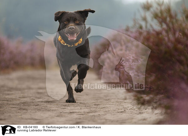 running Labrador Retriever / KB-04160