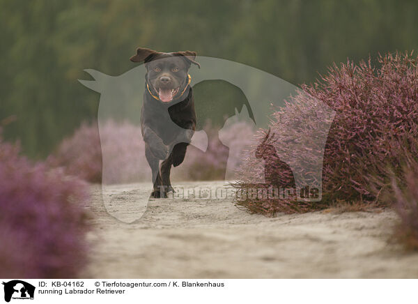 running Labrador Retriever / KB-04162